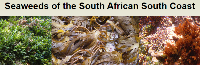 Seaweed of South Africa